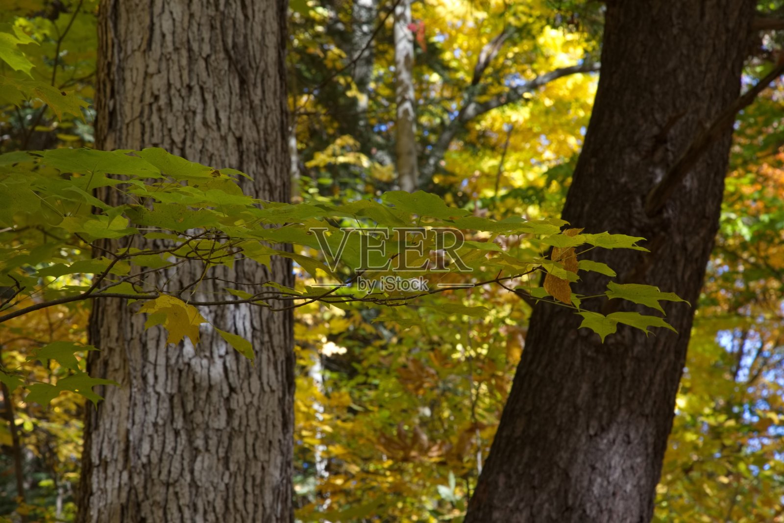 秋天，公园里一条绿树成荫的道路。照片摄影图片