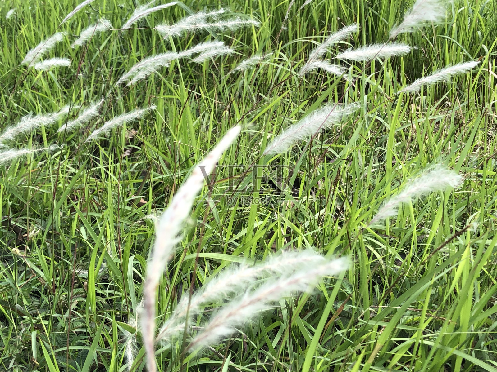 路边杂草丛生照片摄影图片