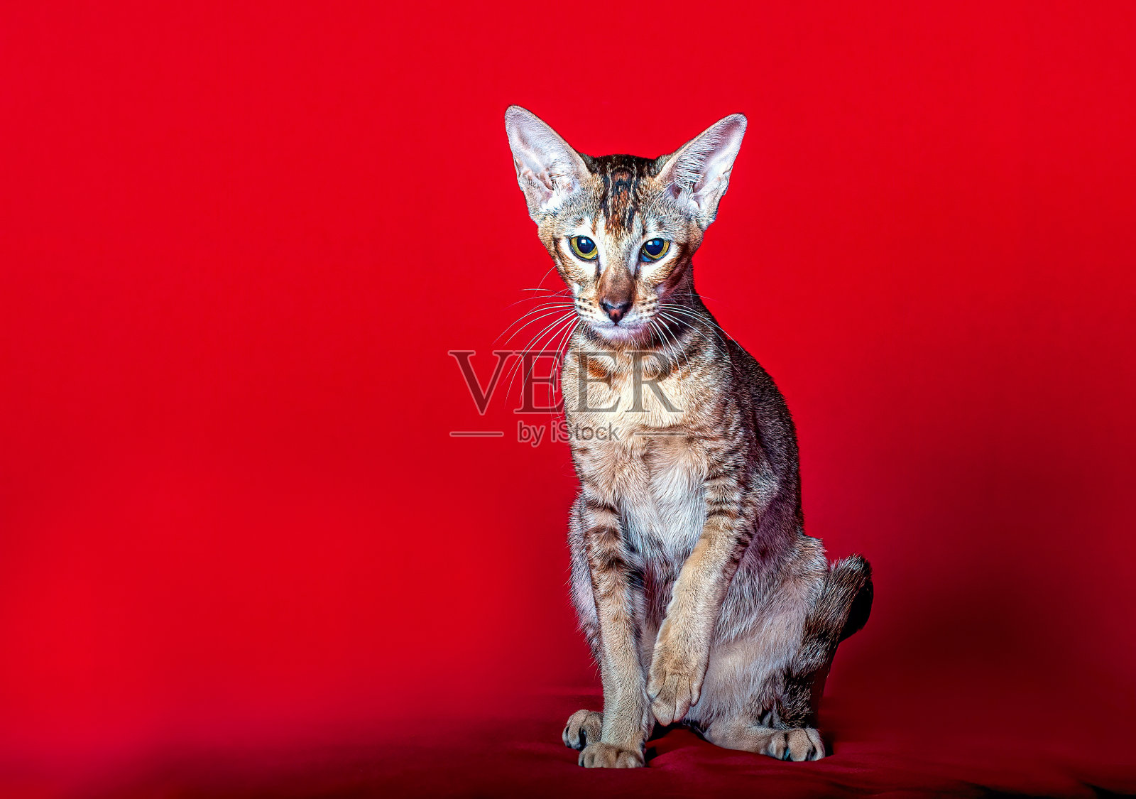 一只漂亮的东方猫。照片摄影图片