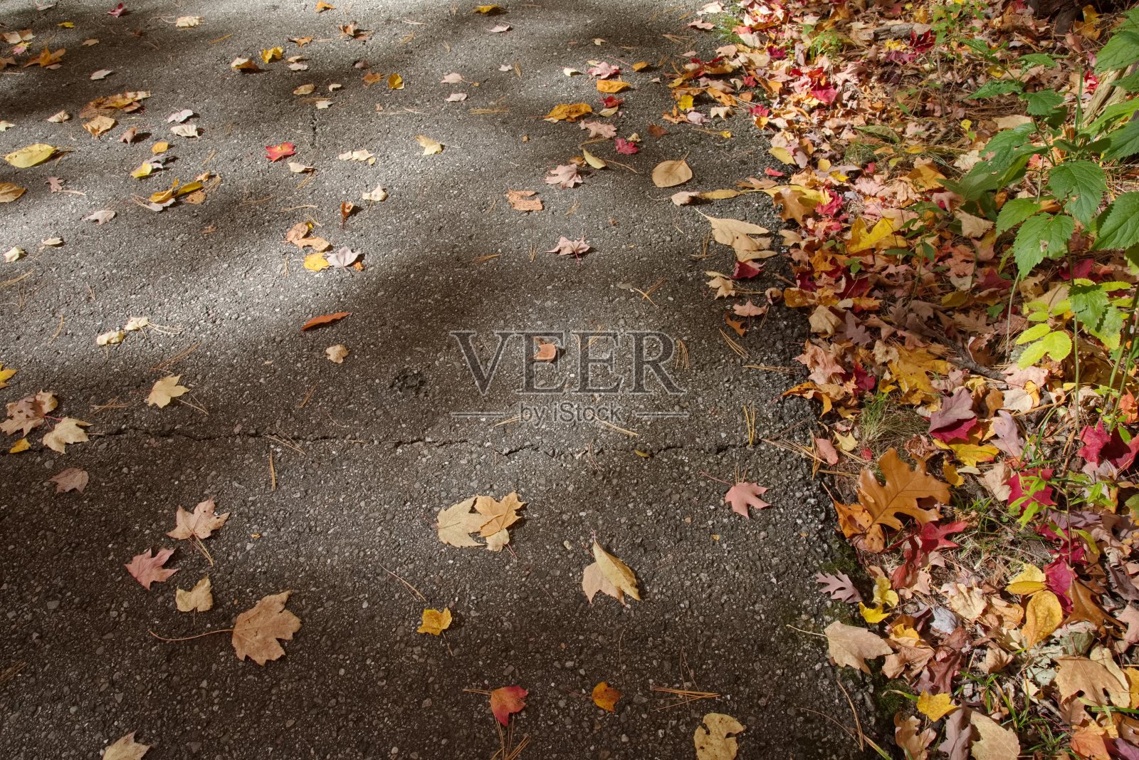 枫叶在秋天的路上照片摄影图片