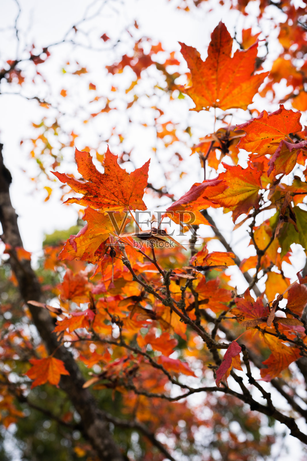 枫叶照片摄影图片