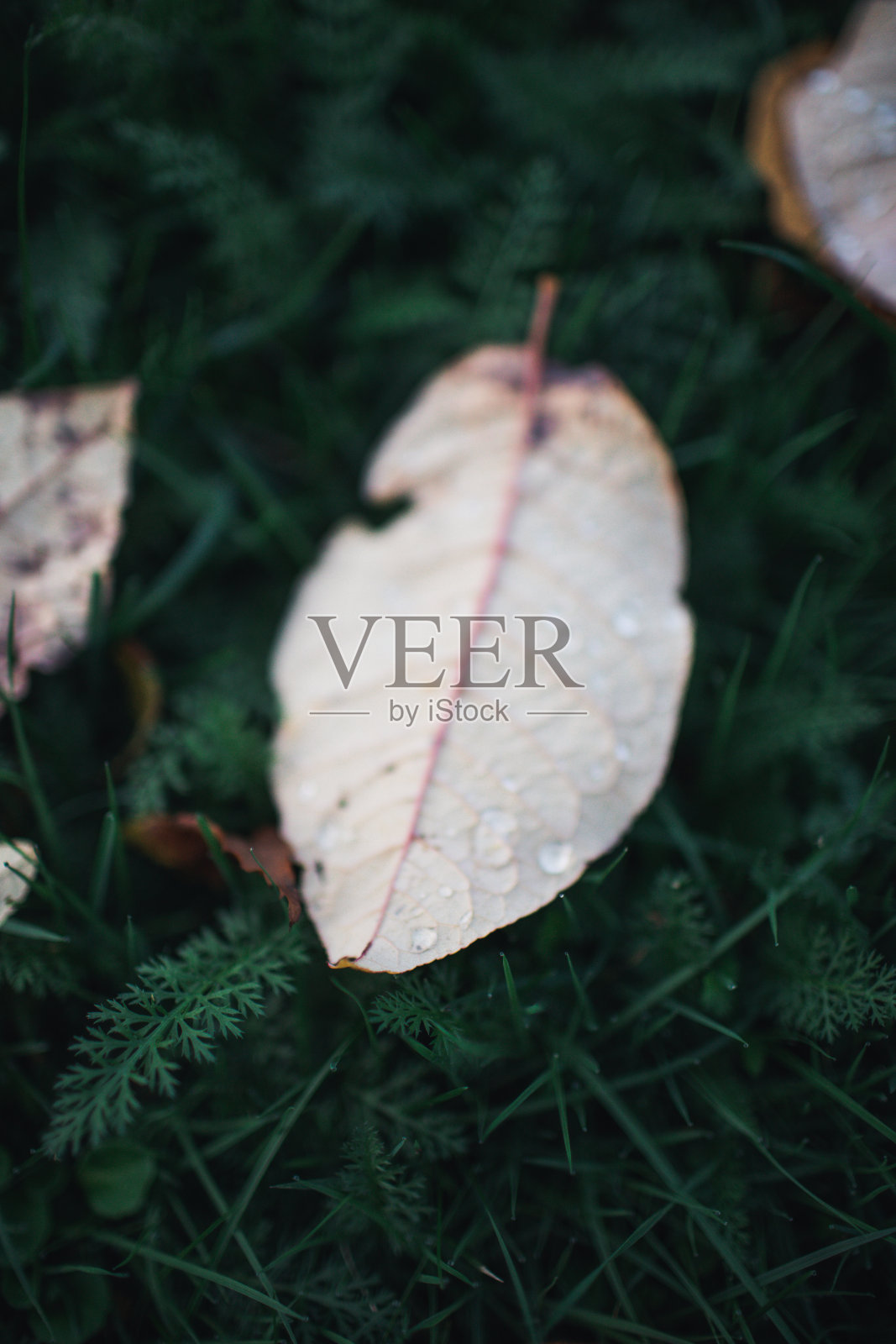 在深色背景上留下棕色的叶子和水照片摄影图片