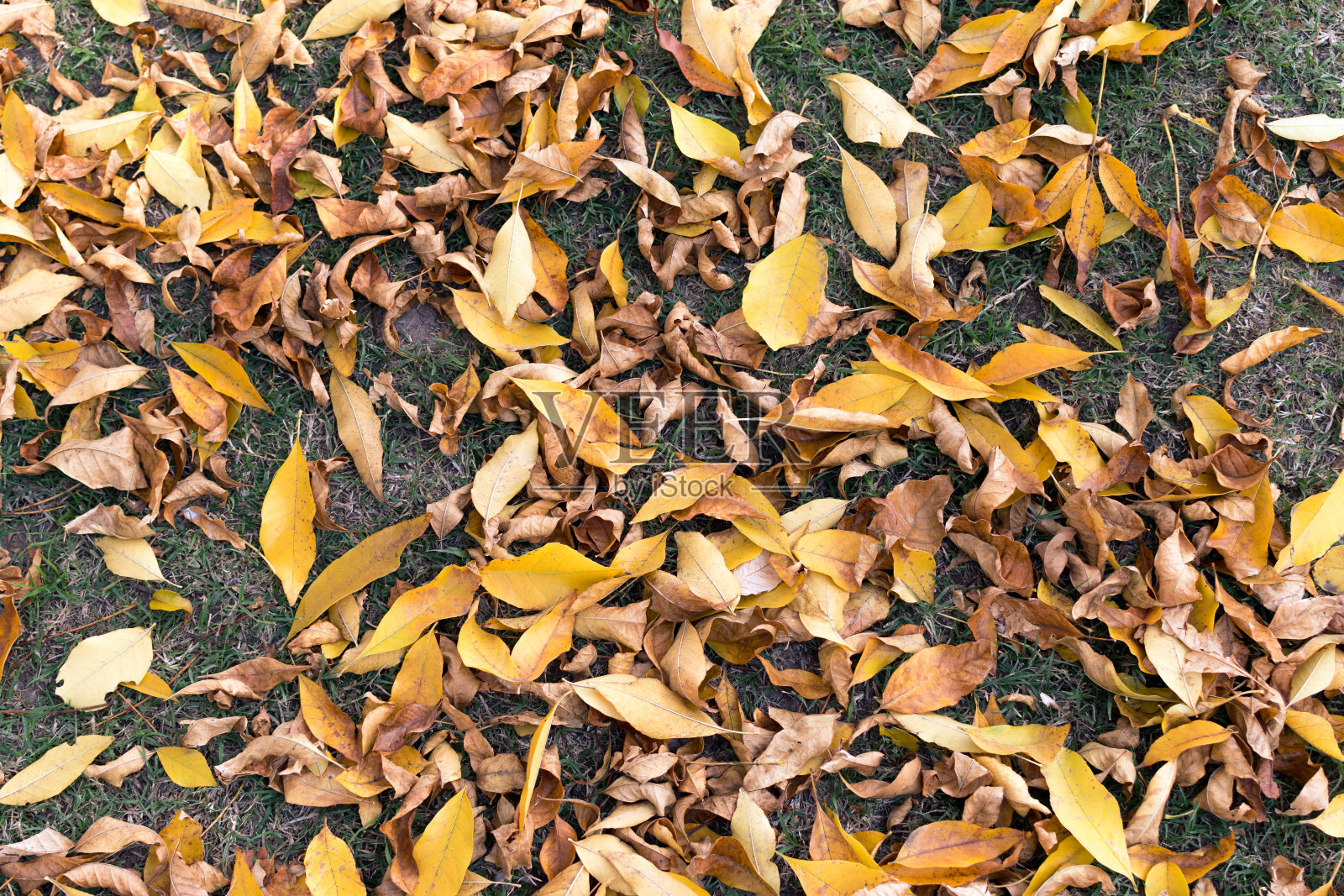 秋叶覆盖的地面俯视图。照片摄影图片