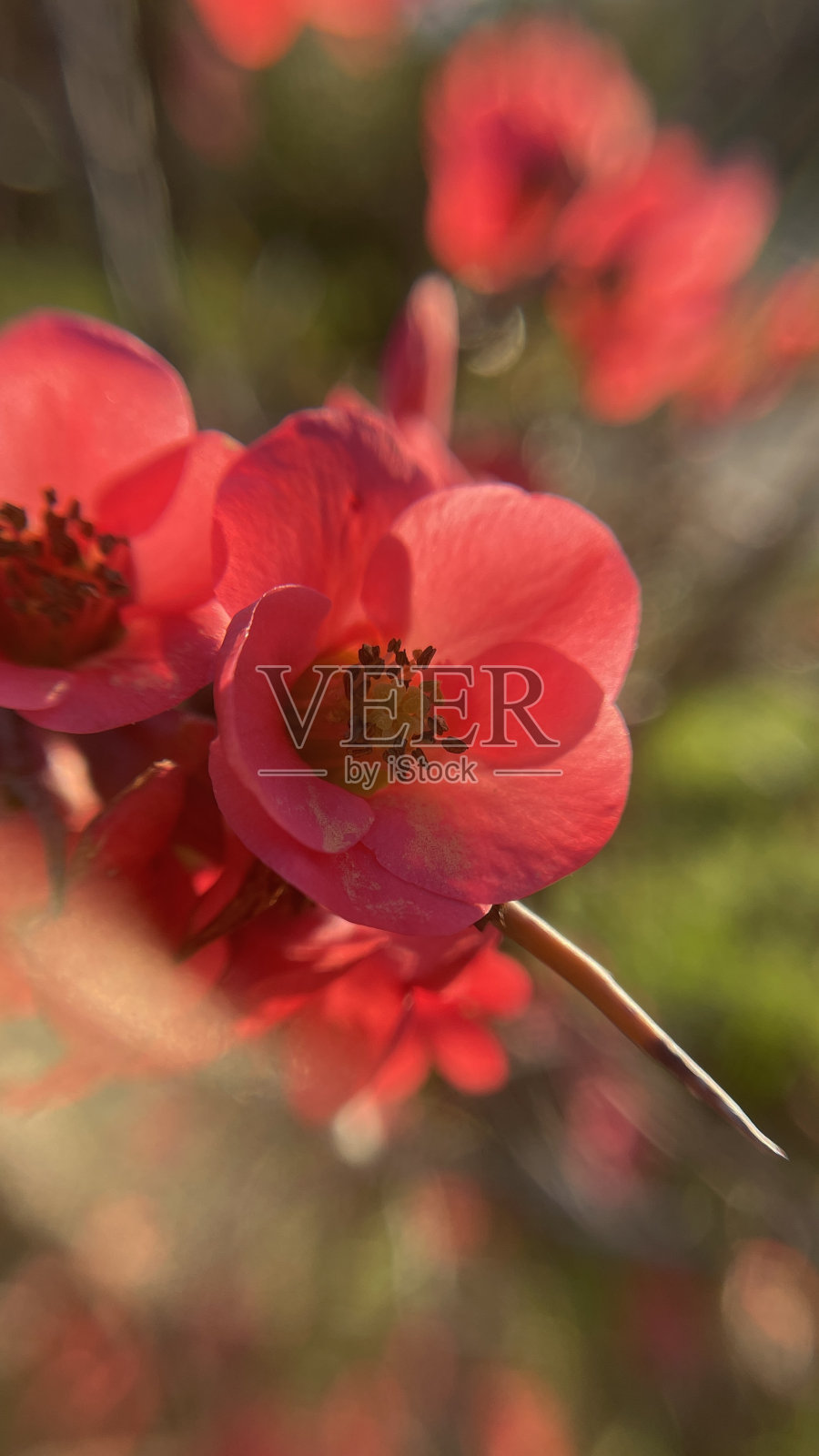 红色的花照片摄影图片