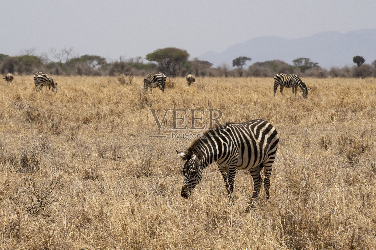 坦桑尼亚的斑马照片摄影图片