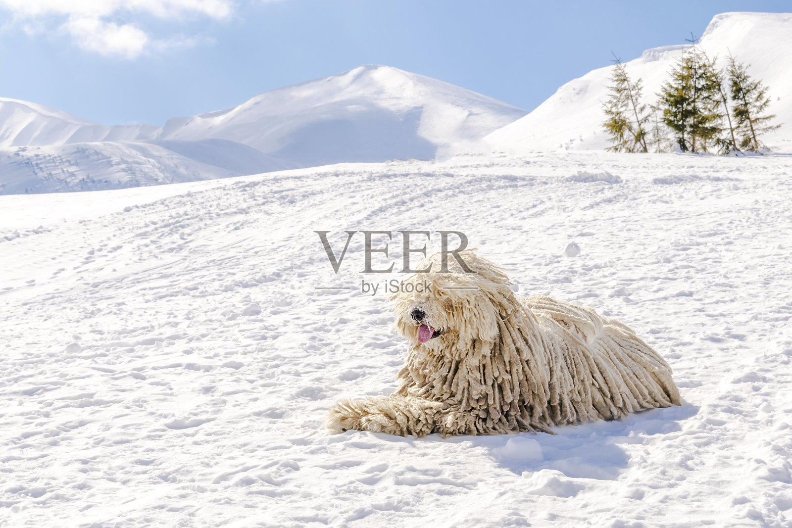 匈牙利纯种纯种普里犬，长着脏毛的牧羊犬，冬天躺在欧洲乌克兰喀尔巴阡山脉的雪地上照片摄影图片