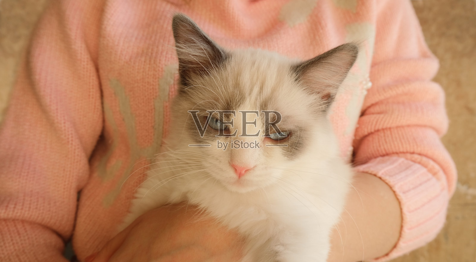 可爱的白色毛茸茸的猫。有趣的猫。照片摄影图片