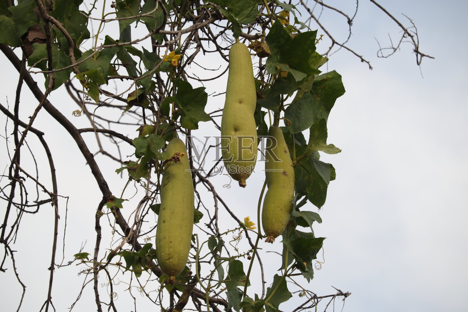 丝瓜gourd照片摄影图片