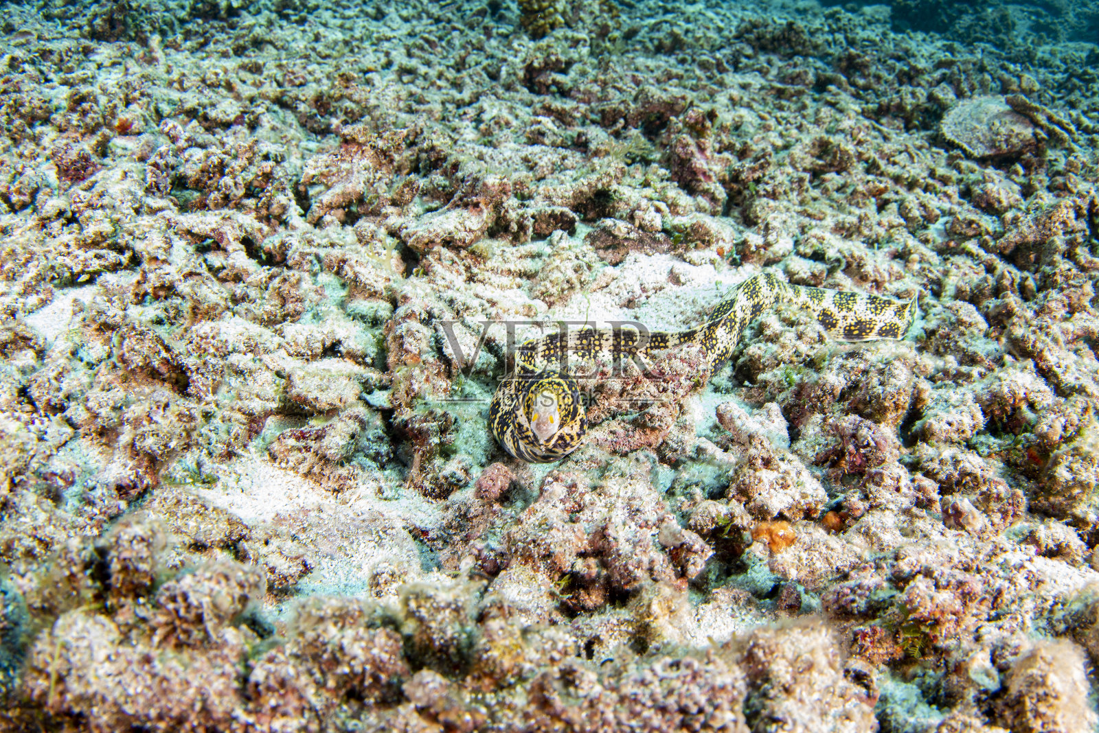 鳗鱼豹马里水下画像照片摄影图片