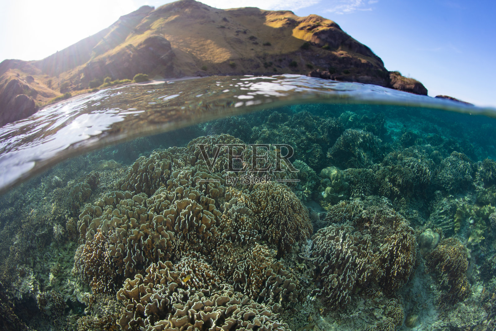 科莫多国家公园美丽的珊瑚礁照片摄影图片