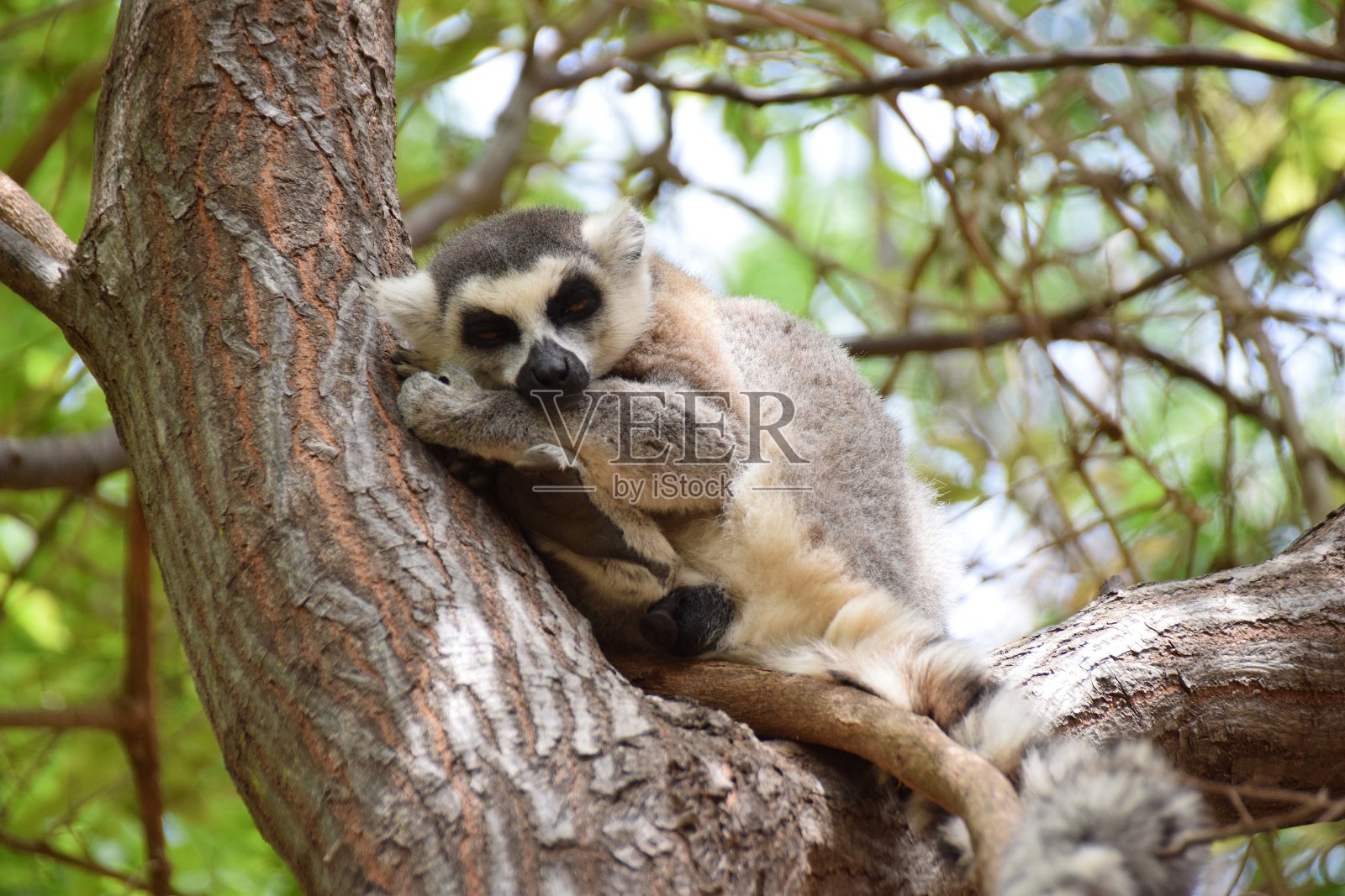环尾狐猴，Anja社区保护区，马达加斯加照片摄影图片