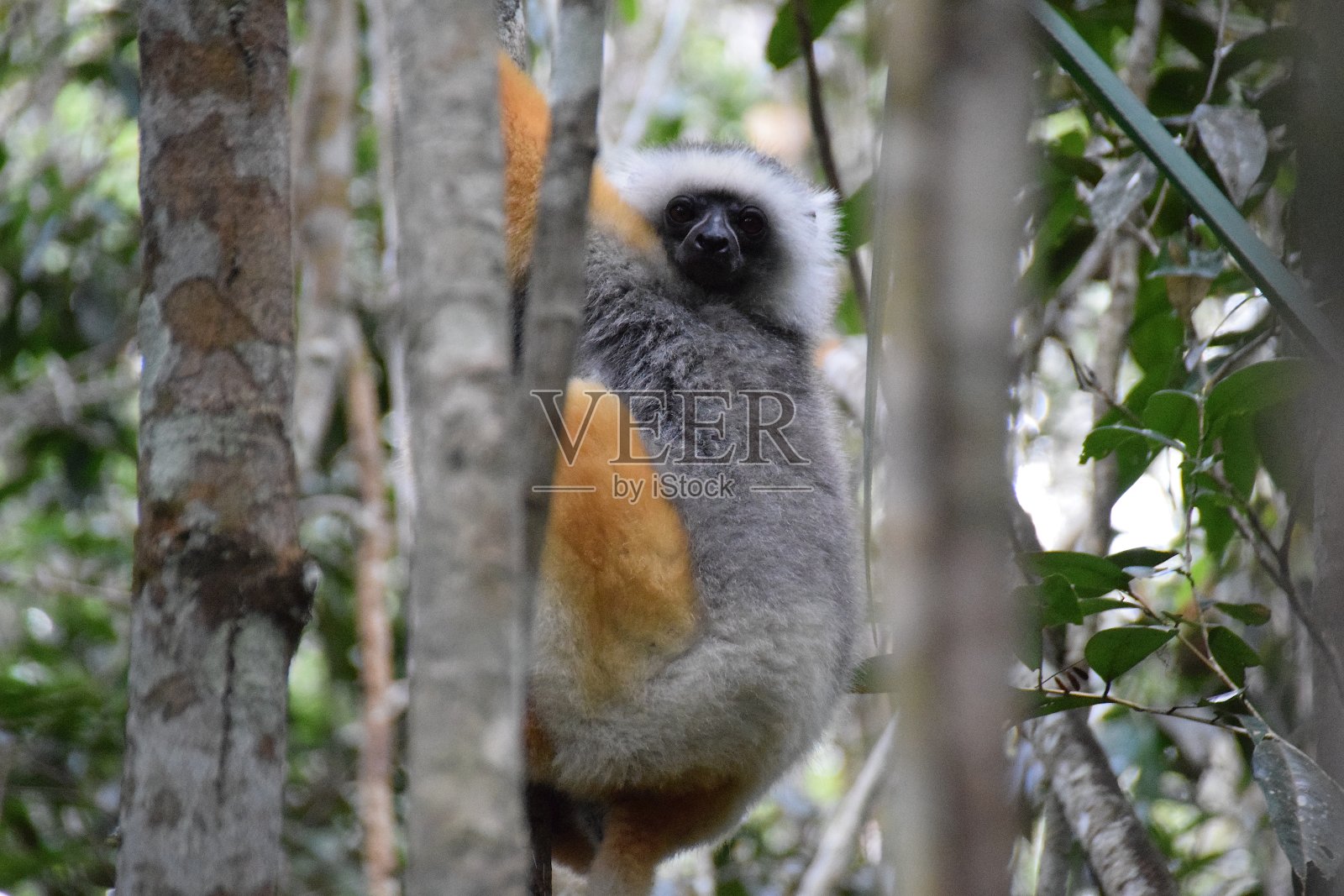 冠狐猴，Andasibe，马达加斯加照片摄影图片