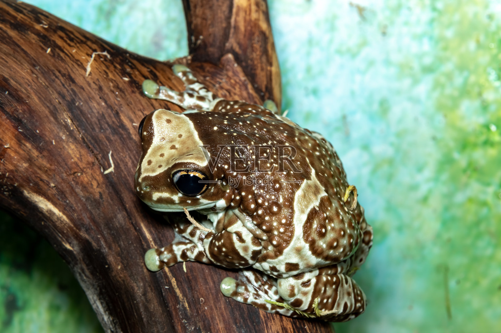 小丑蛙。Phrynohyas resinifictrix。特写镜头。照片摄影图片