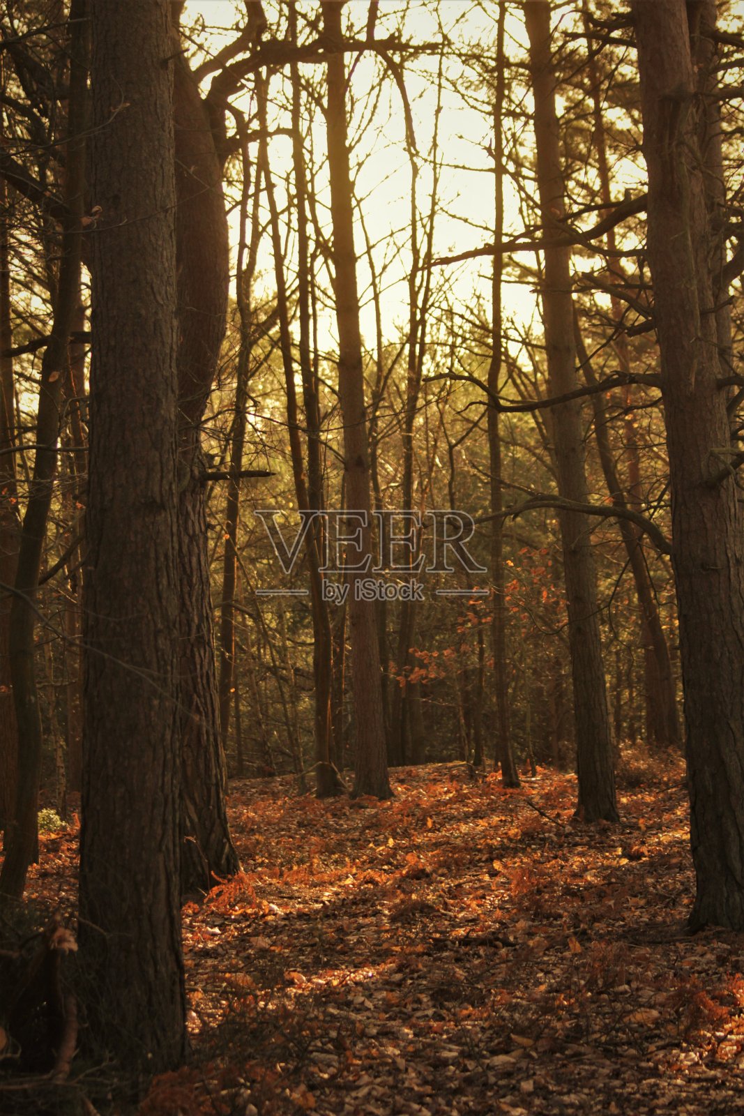 树林里的秋光照片摄影图片