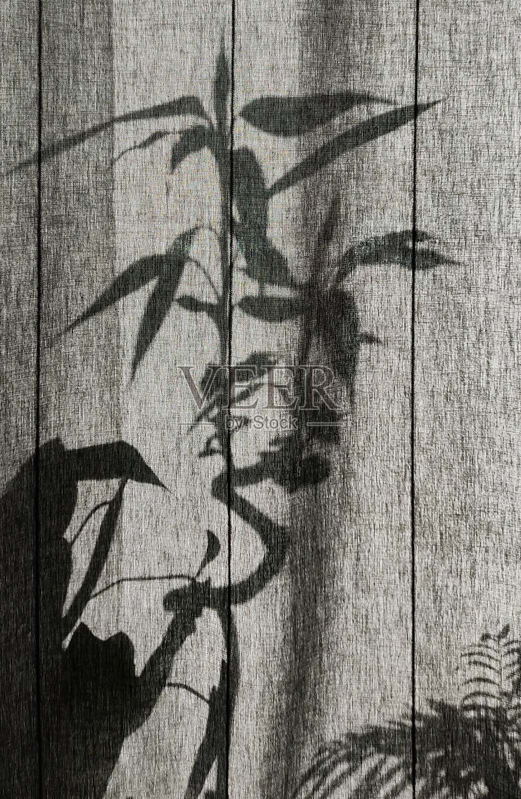 在家里灰色的窗帘上种下植物的影子照片摄影图片