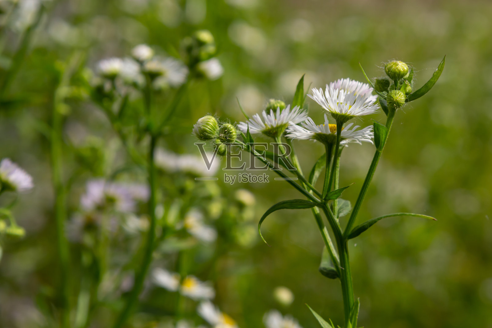 灯笼草又称年绒草、雏菊绒草或东方雏菊绒草照片摄影图片