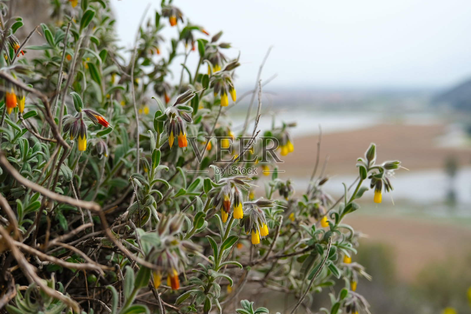 金色花朵的乌诺斯马(Onosma taurica)，克里米亚，土耳其照片摄影图片