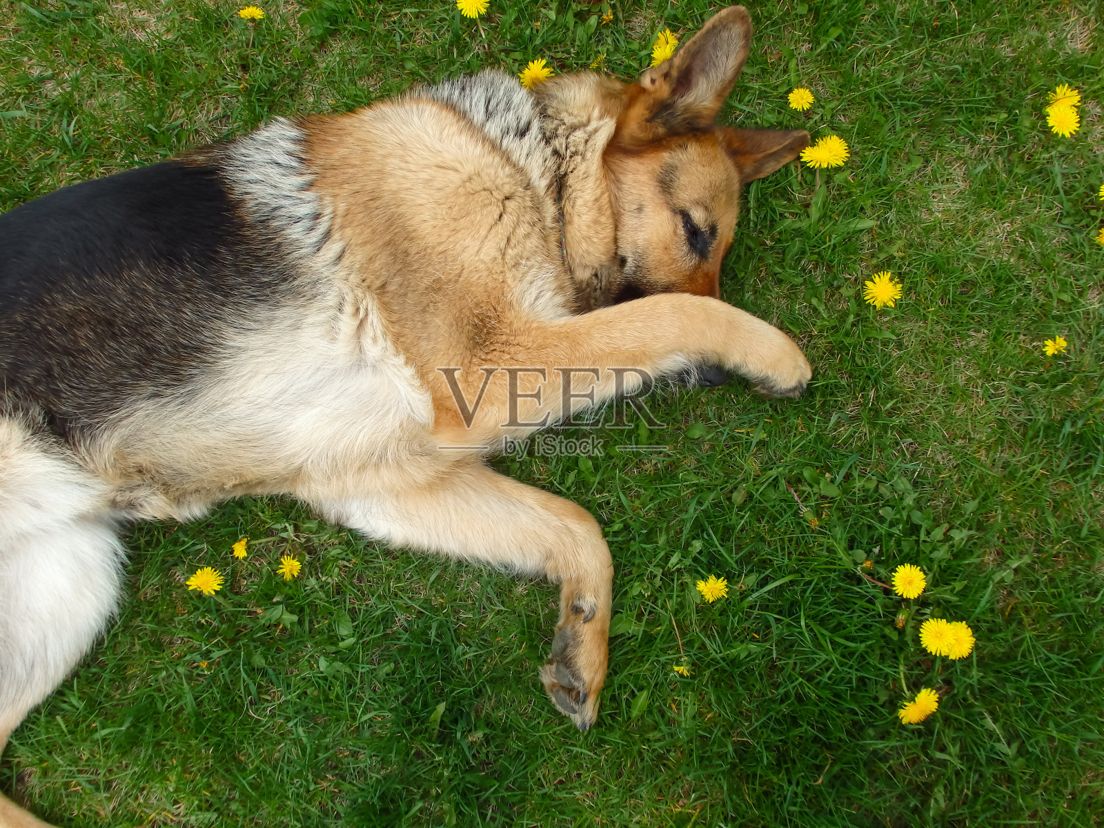 一只德国牧羊犬躺在蒲公英盛开的绿色草坪上。宠物。照片摄影图片