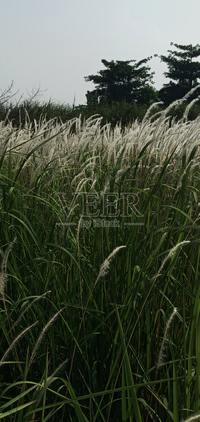 杂草和花朵照片摄影图片