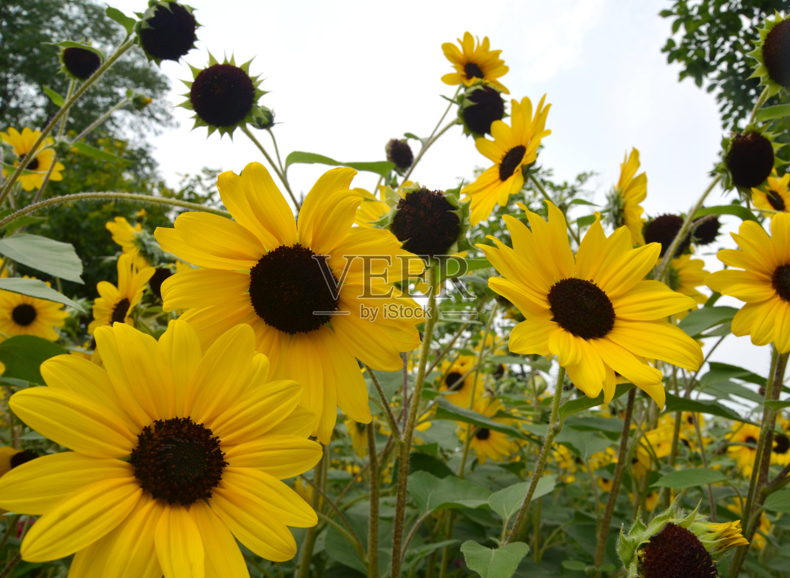 向日葵照片摄影图片