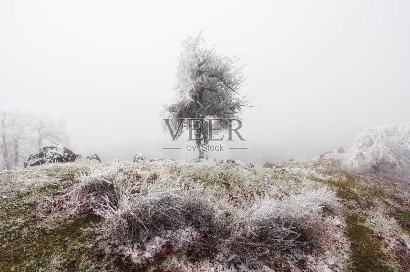 森林在冬季与雾和雪景观照片摄影图片