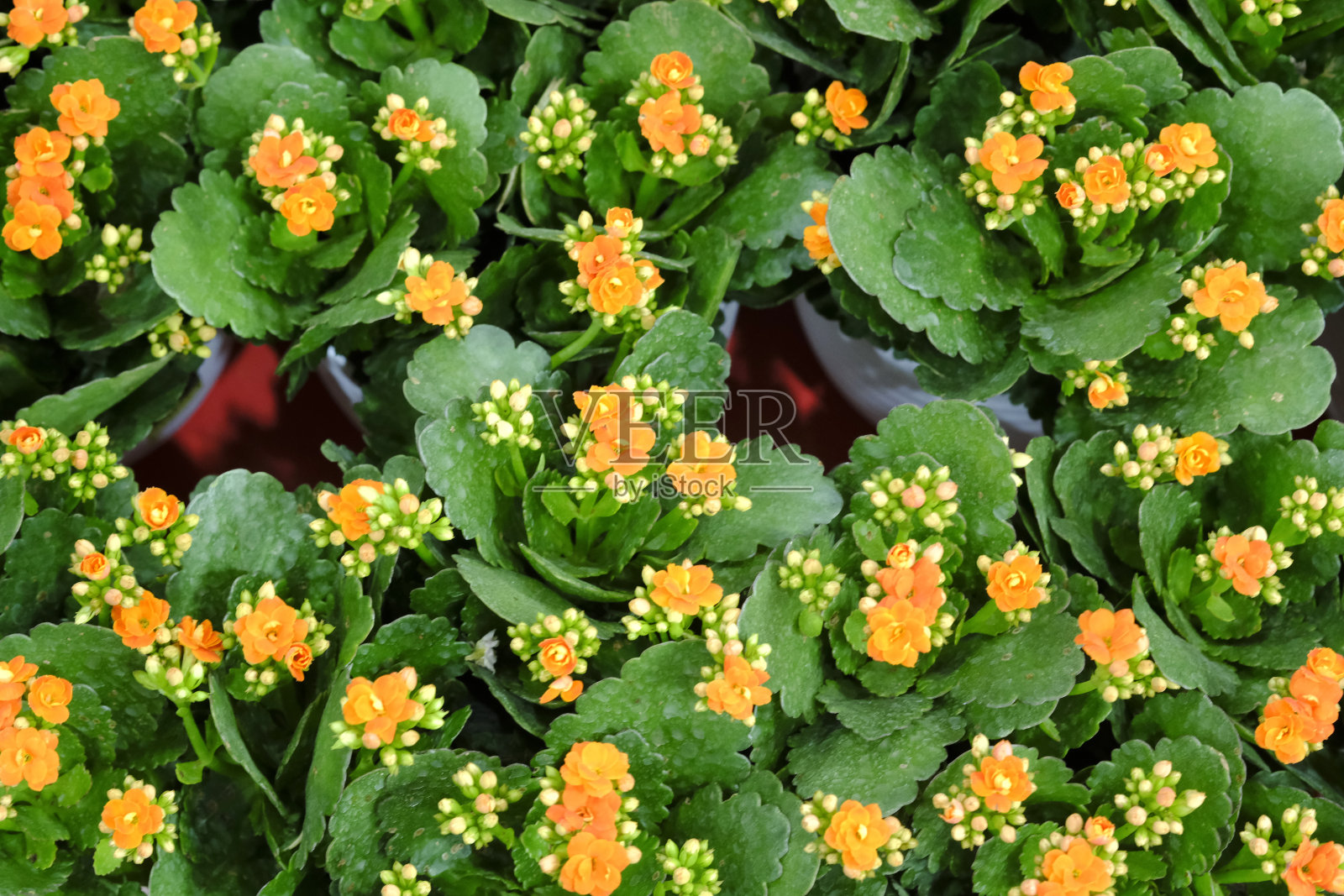 绿色的叶子纹理背景，彩色的叶子，自然的概念，热带的叶子。照片摄影图片