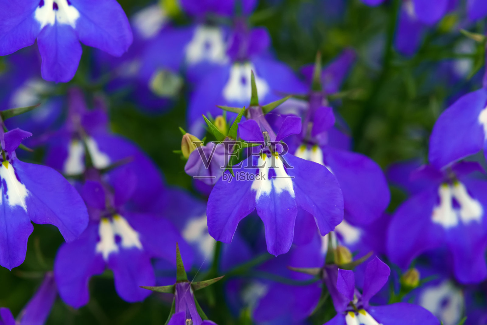 半边莲是风铃花科的一种草本植物。照片摄影图片