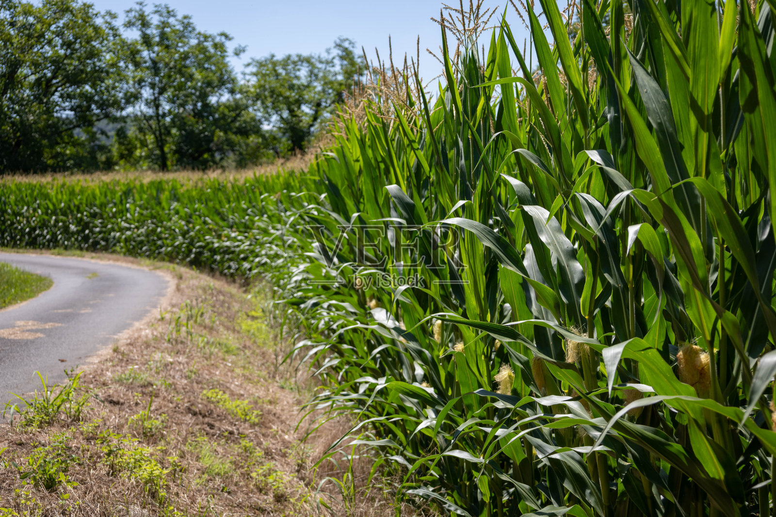 在一个农场的玉米田附近的公路摄影，没有人，很农村的景象。照片摄影图片