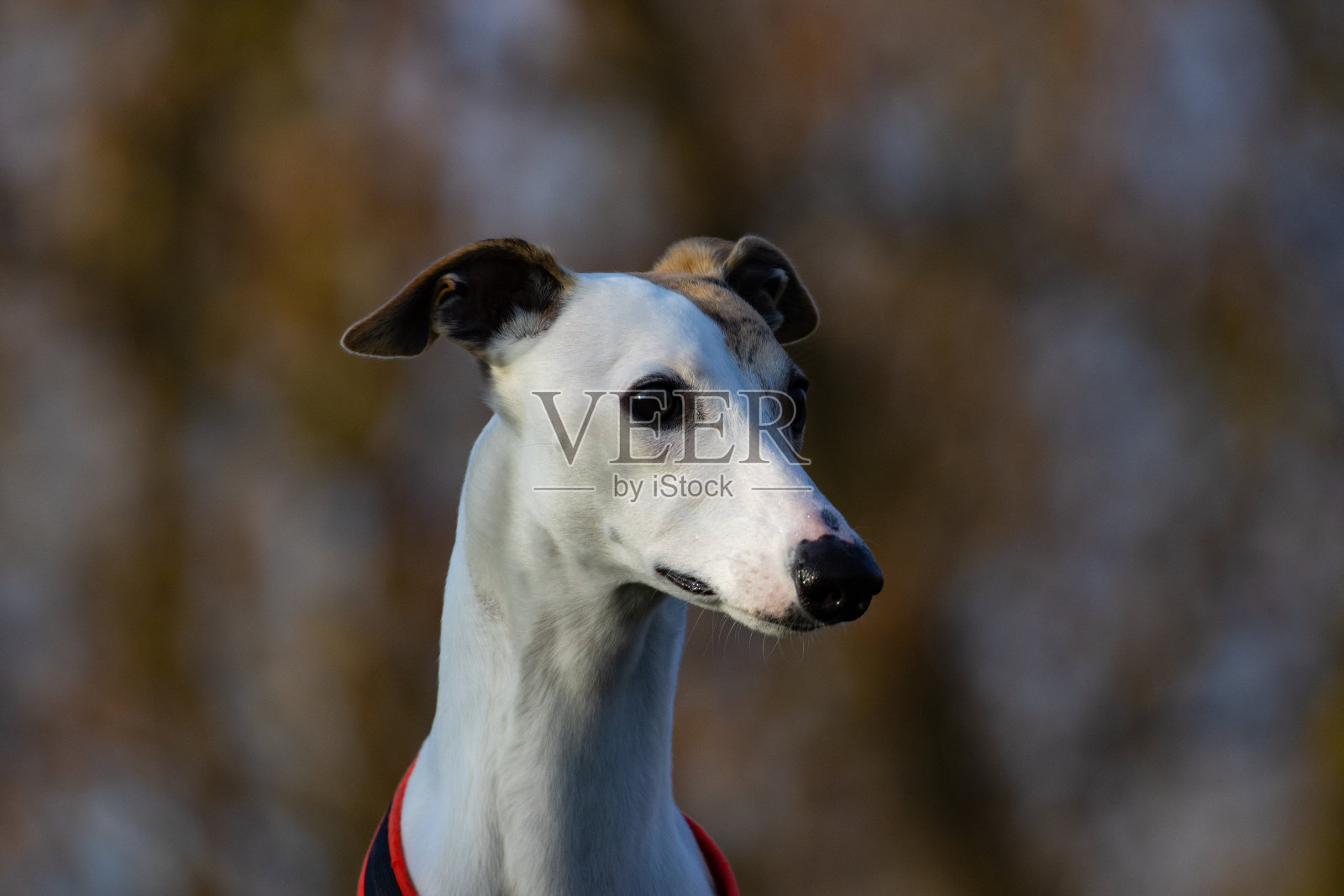 英国惠比特灰狗照片摄影图片