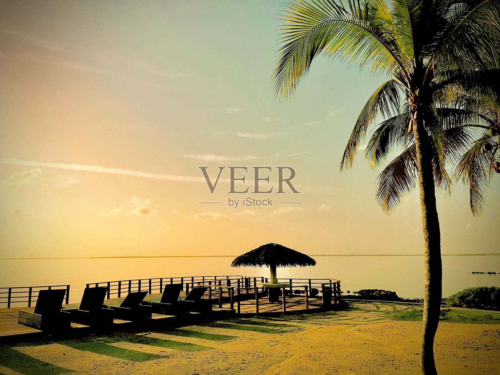 沿着棕榈树散步的躺椅照片摄影图片