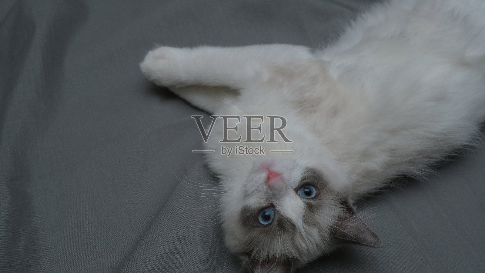 可爱的白色毛茸茸的猫。有趣的猫。照片摄影图片