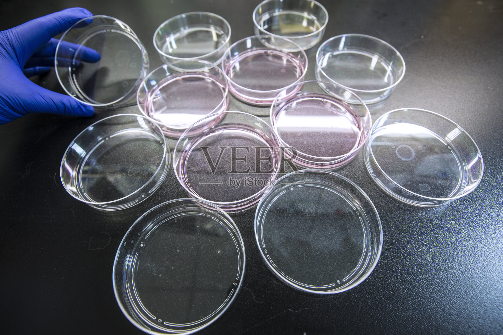 细胞培养或组织培养照片摄影图片