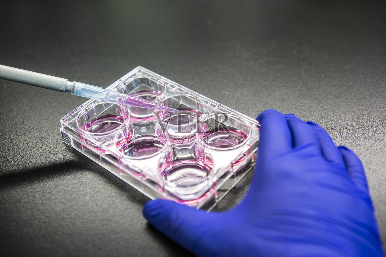 细胞培养或组织培养照片摄影图片