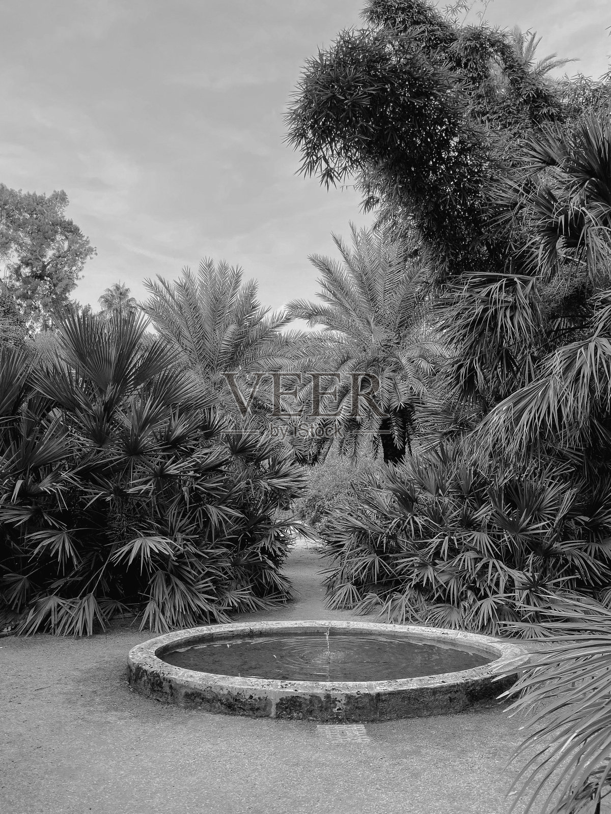 公园里有绿色的植物和棕榈树，公园中间有一个圆形的混凝土喷泉，在蓝天下。照片摄影图片