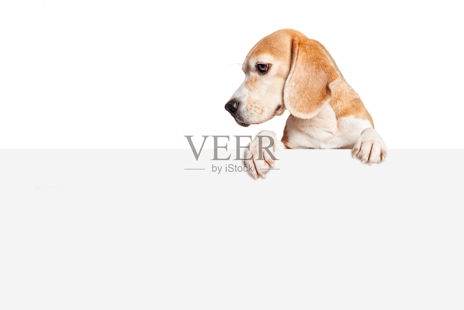 一只小猎犬垂着爪子俯视着空白的牌子。孤立在白色背景中照片摄影图片