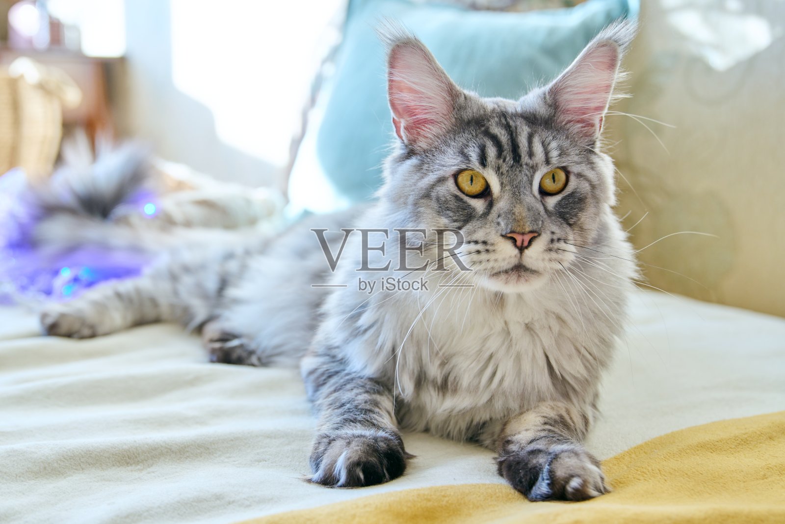 美丽的纯种灰猫在家里的沙发上休息的肖像照片摄影图片