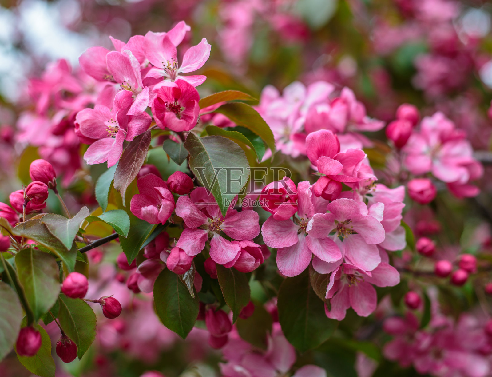城市公园里盛开的苹果树。盛开的苹果树的粉色花蕾特写。春天的花。樱花特写，选择性聚焦。樱花的花瓣。照片摄影图片