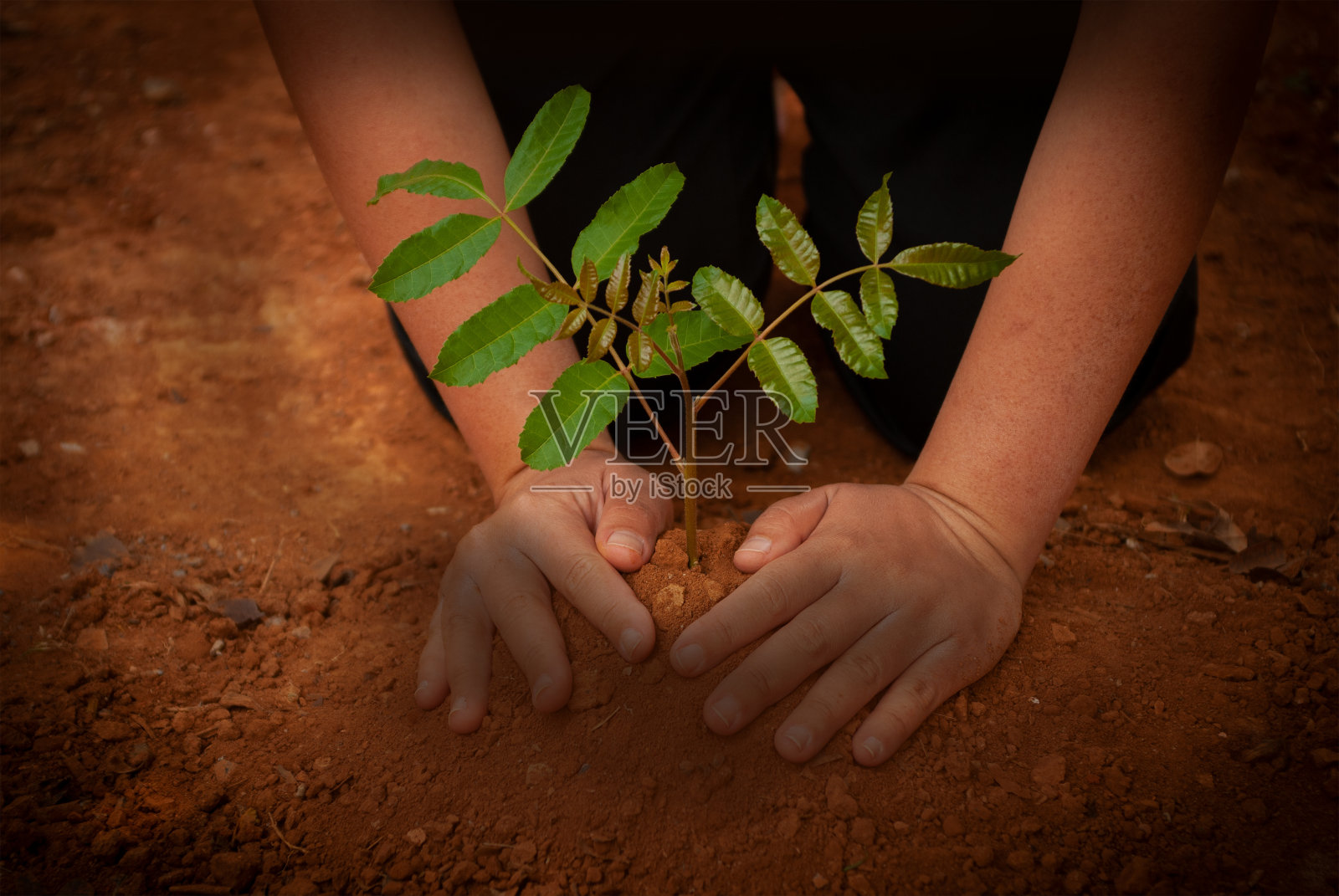 妇女亲手种树有助于增加空气中的氧气，减少全球变暖的环境，拯救世界拯救生命。种树的概念。照片摄影图片