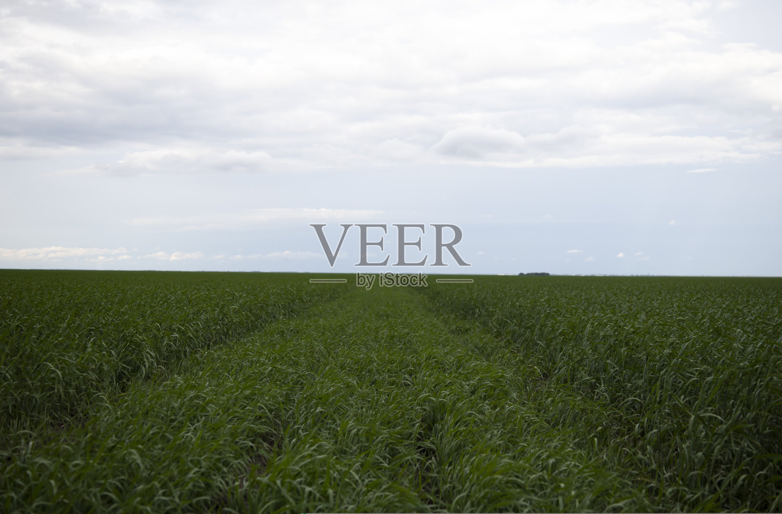 晚霞时分在田间生长的年轻的绿色小麦的乡村景观照片摄影图片