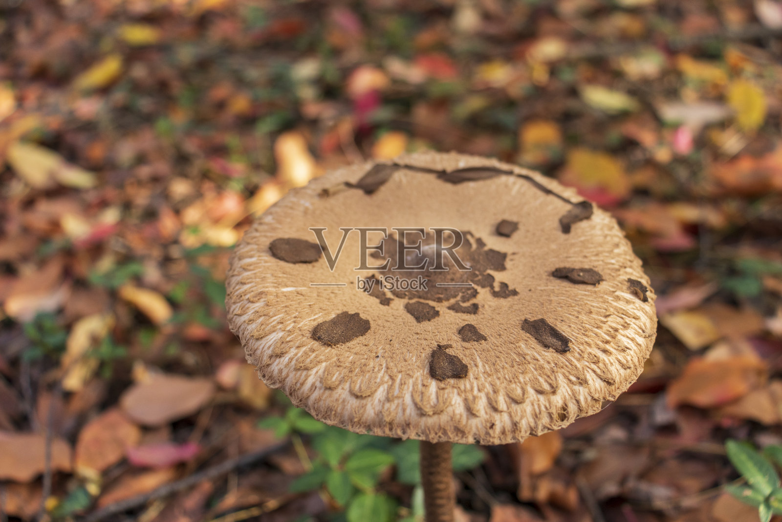 田野上的一株成熟的阳伞菇照片摄影图片