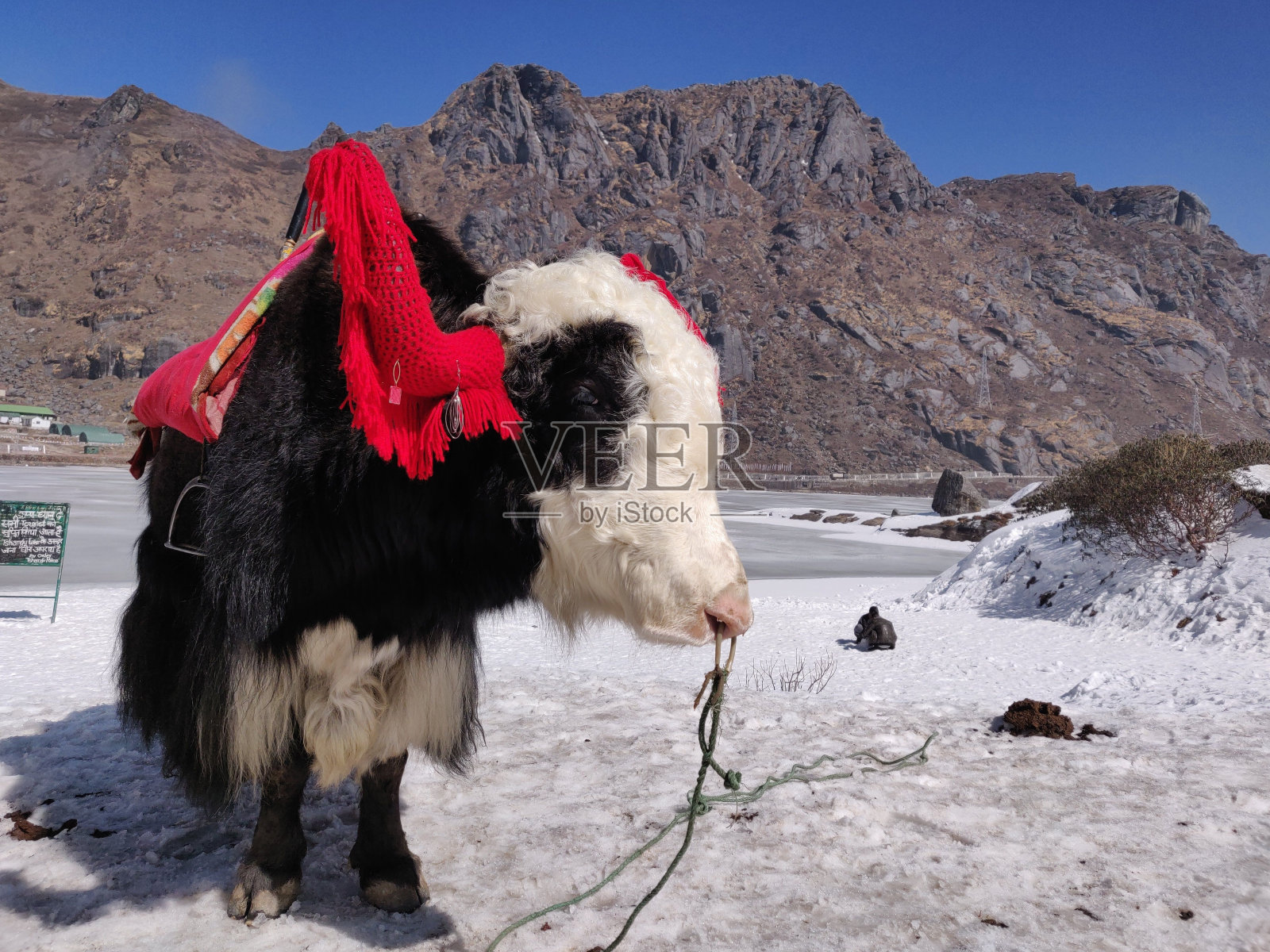 黑毛牦牛配白毛牦牛照片摄影图片