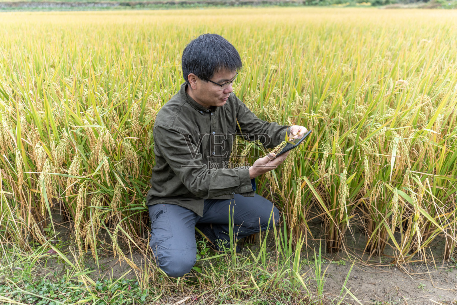 一名男技术人员正在稻田里用P片拍摄照片和数据照片摄影图片