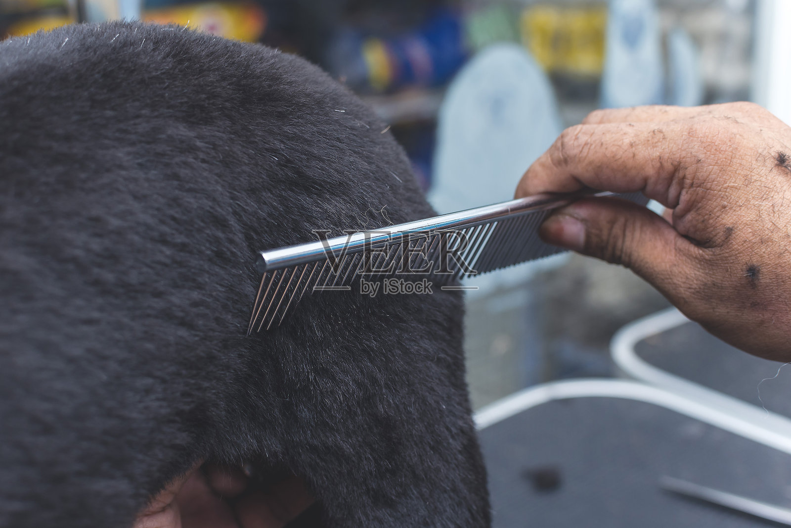 一位宠物美容师用一把钢梳子刷洗一只纯黑色的西施犬的腿毛。在宠物沙龙水疗中心或兽医诊所。照片摄影图片