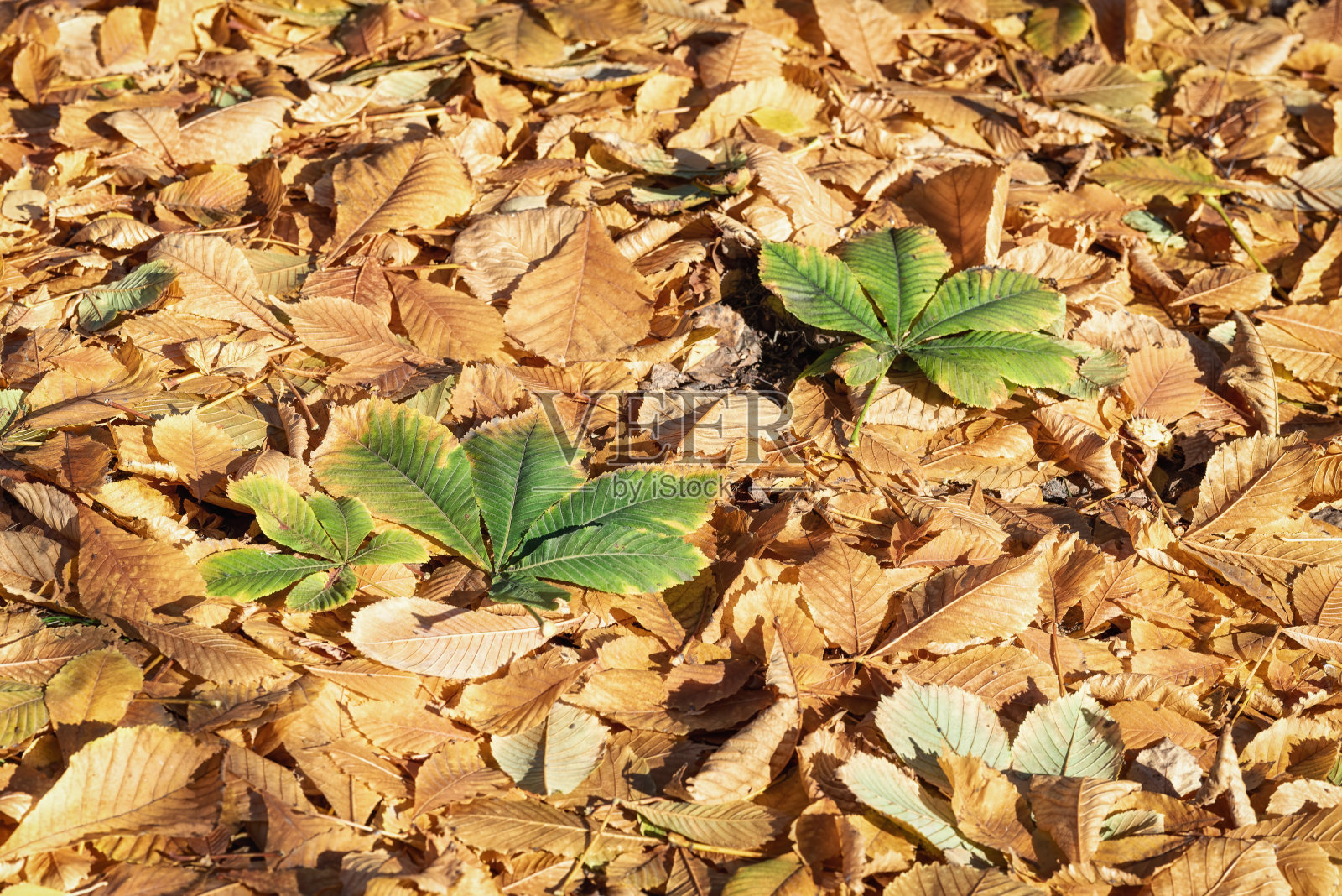 干燥的绿色和黄色落叶，背景。照片摄影图片