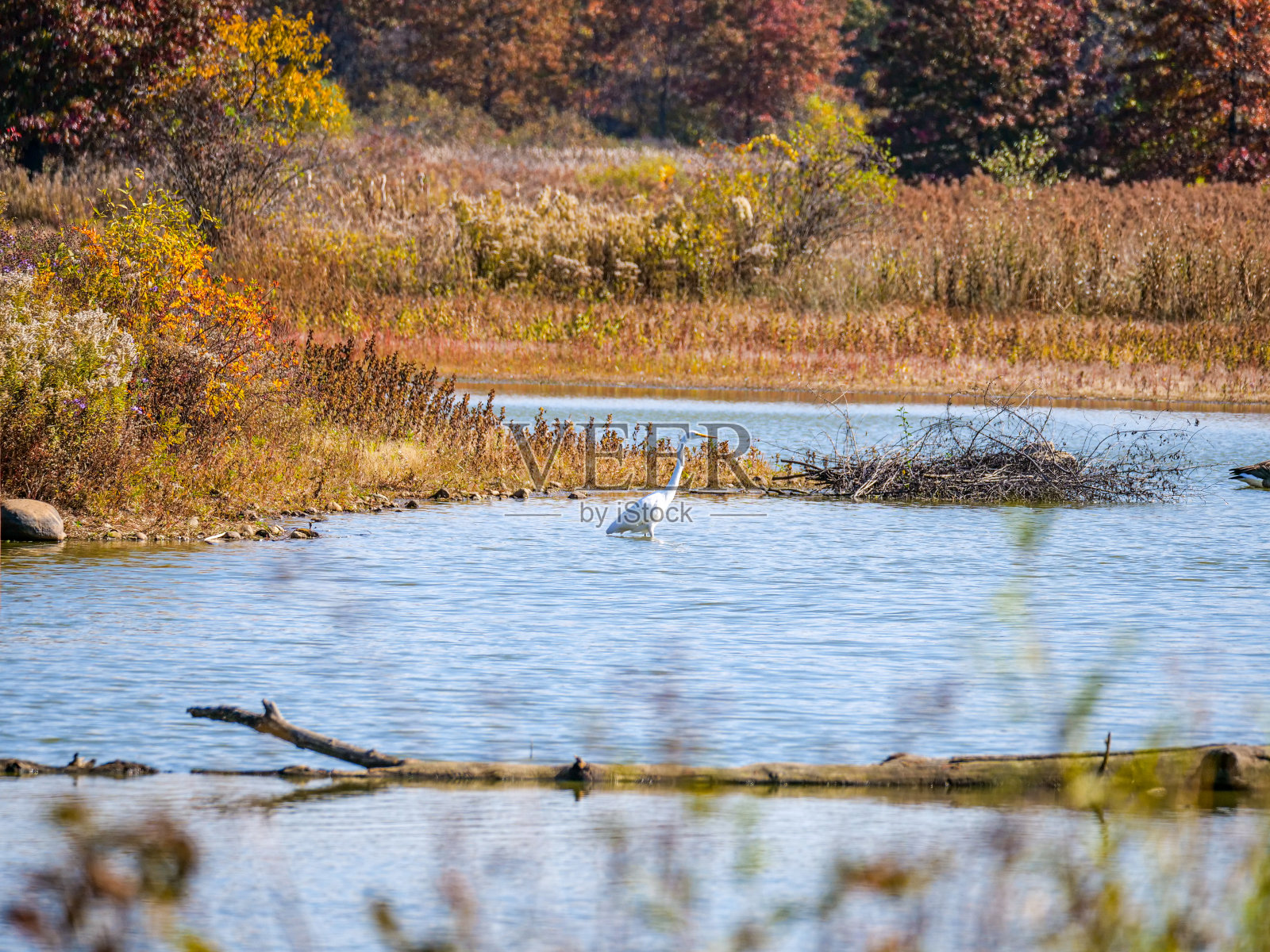 桑迪岭保护区的雪白白鹭照片摄影图片