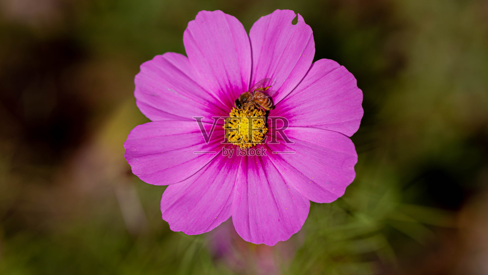 宇宙花与蜜蜂照片摄影图片