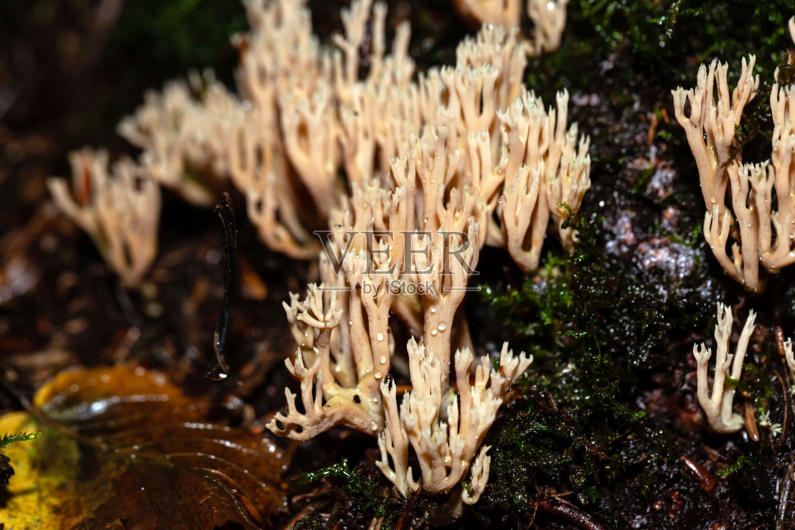 珊瑚真菌Artomyces pyxidatus照片摄影图片