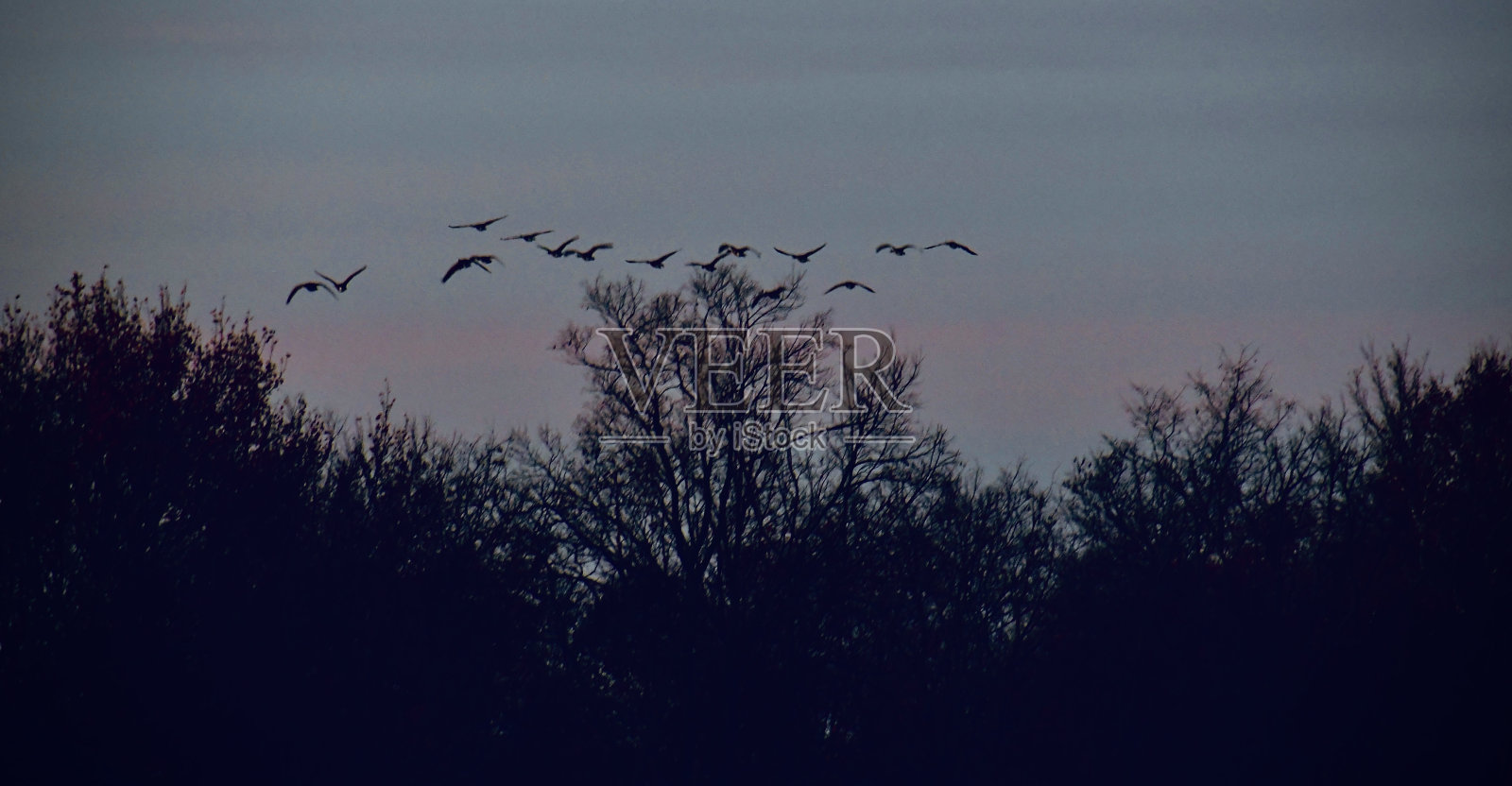 飞越树顶的加拿大鹅照片摄影图片