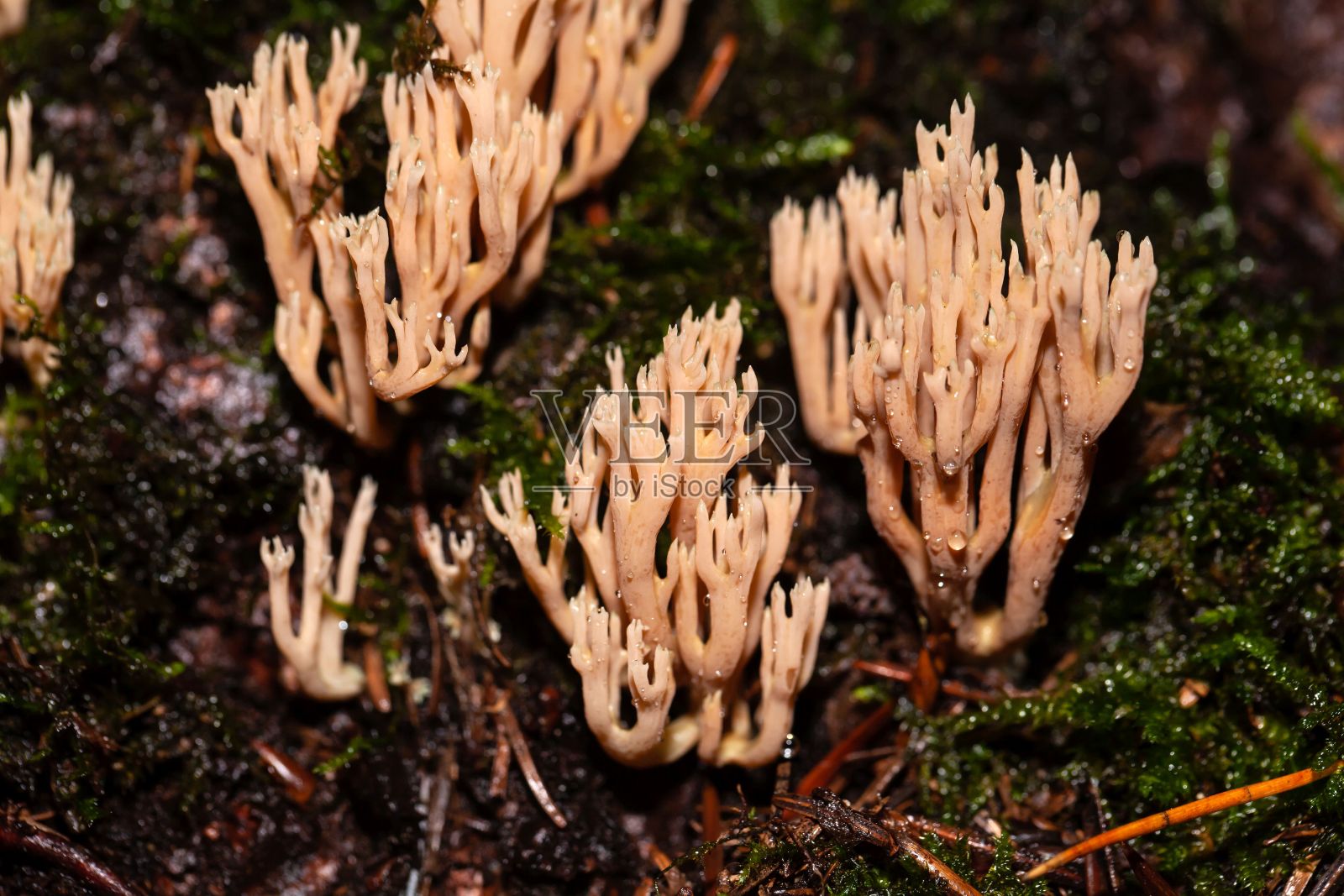 珊瑚真菌Artomyces pyxidatus照片摄影图片