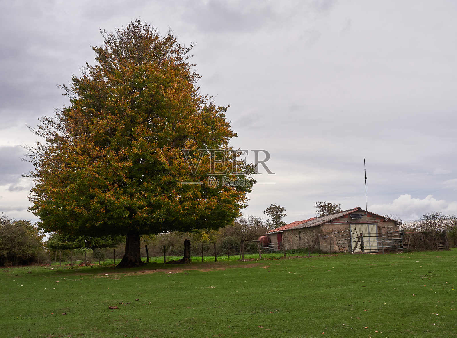 纳瓦拉森林的秋天照片摄影图片